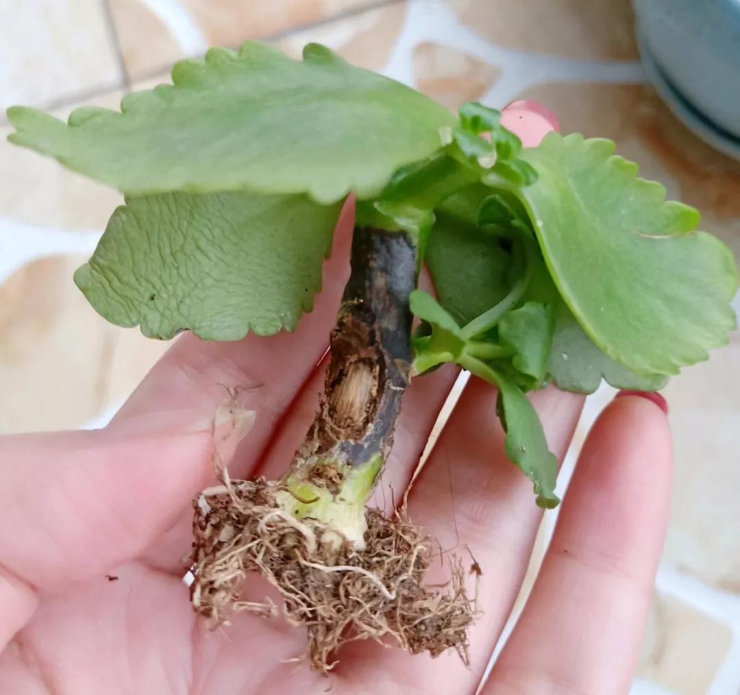 栀子花月季花叶子发黄有黑斑点,茉莉栀子花叶子发黄怎么办