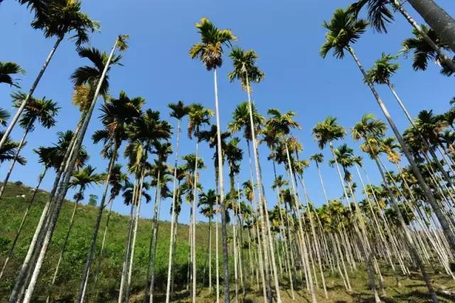 海南常见植物图解视频,海南的树木都有哪些名称
