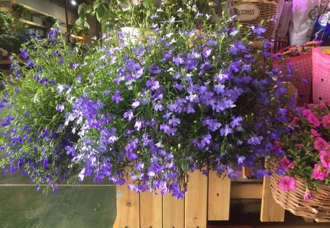 大连买花到哪里,大连网络买花花店