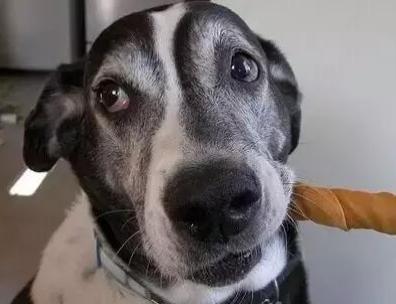 狗狗收藏,收藏宠物零食狗狗