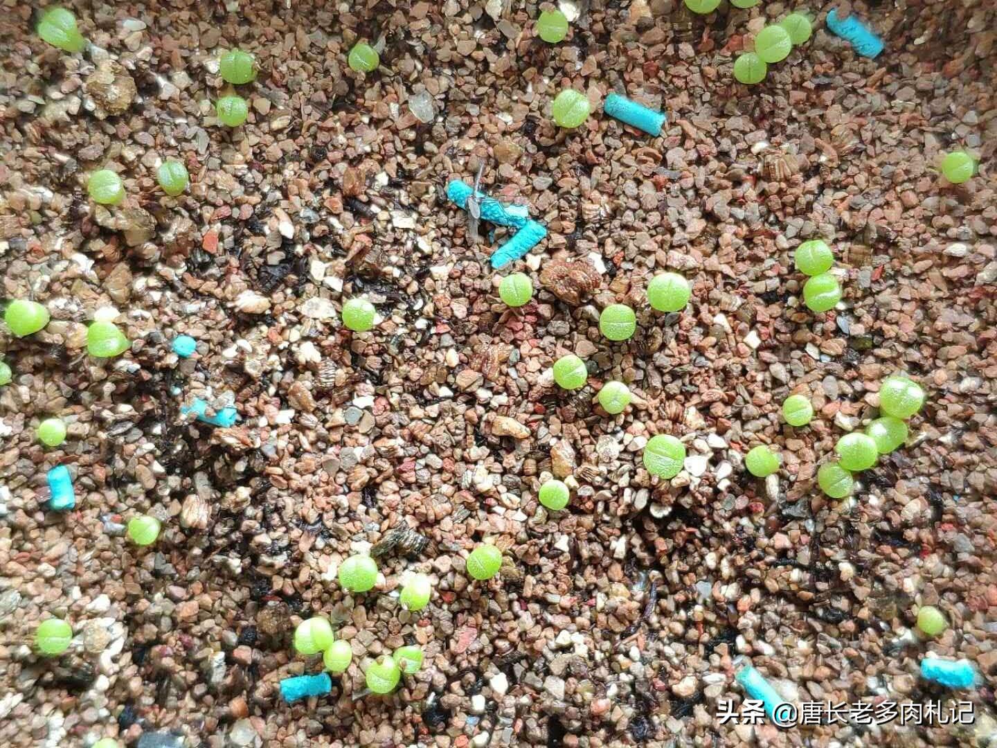 多肉播种可以用生根粉吗,播种的多肉一般多久长大