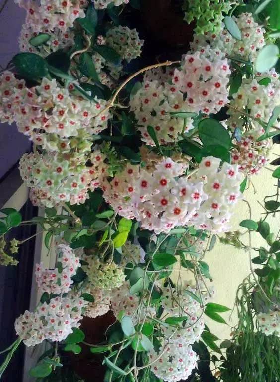 球兰生长缓慢打出花苞后不动了,球兰花快速生长