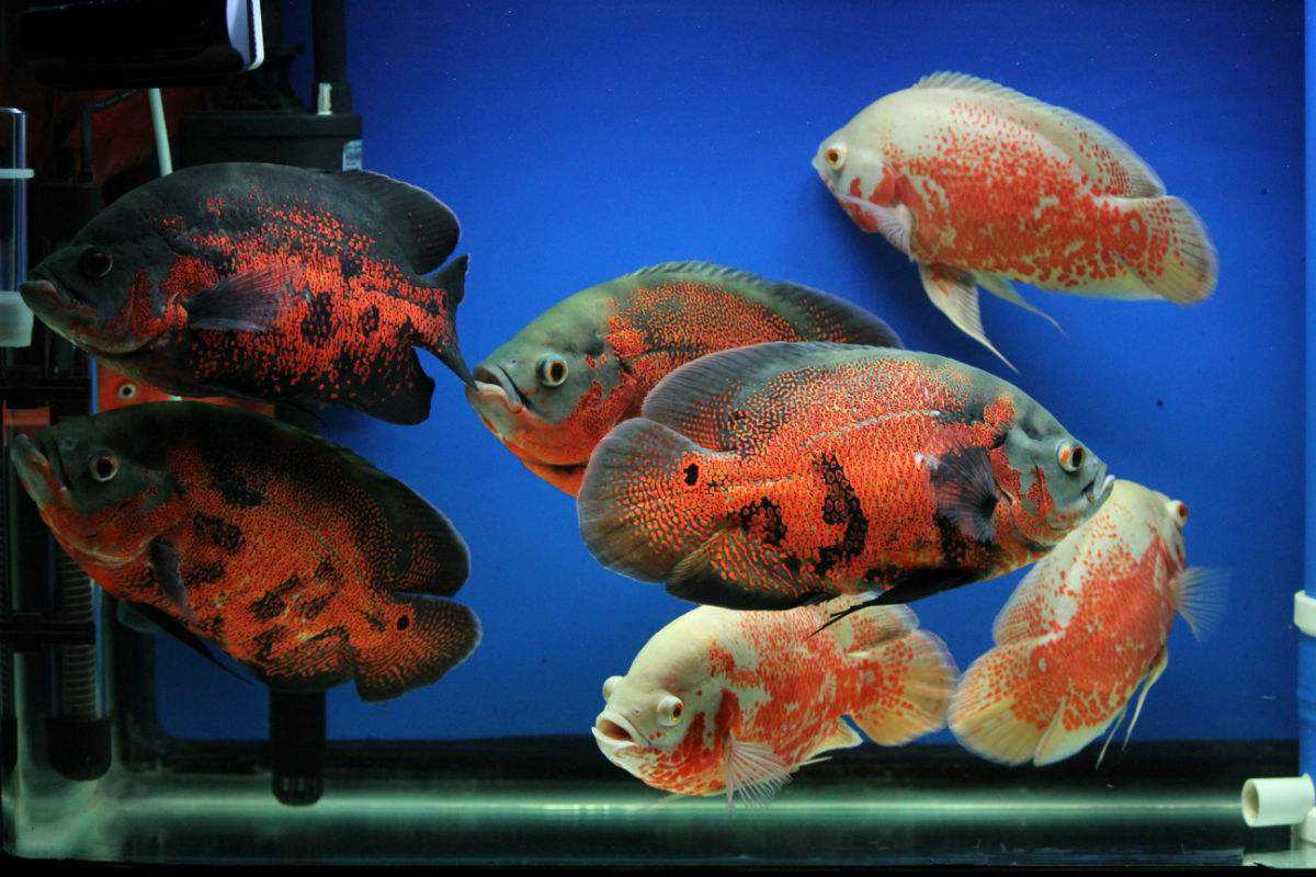 鱼缸死鱼是挡煞吗,鱼缸死鱼为什么放冰箱