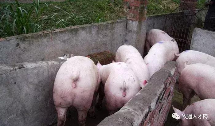一个养猪人的抗疫经历,一个养猪人的非瘟感受