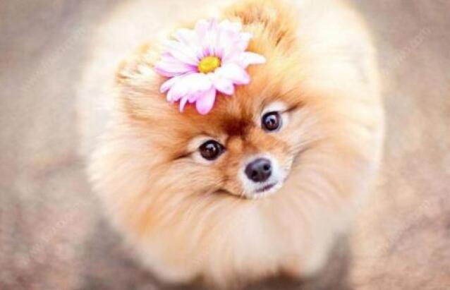 博美犬为什么不建议养母狗,养博美犬前要注意什么细节