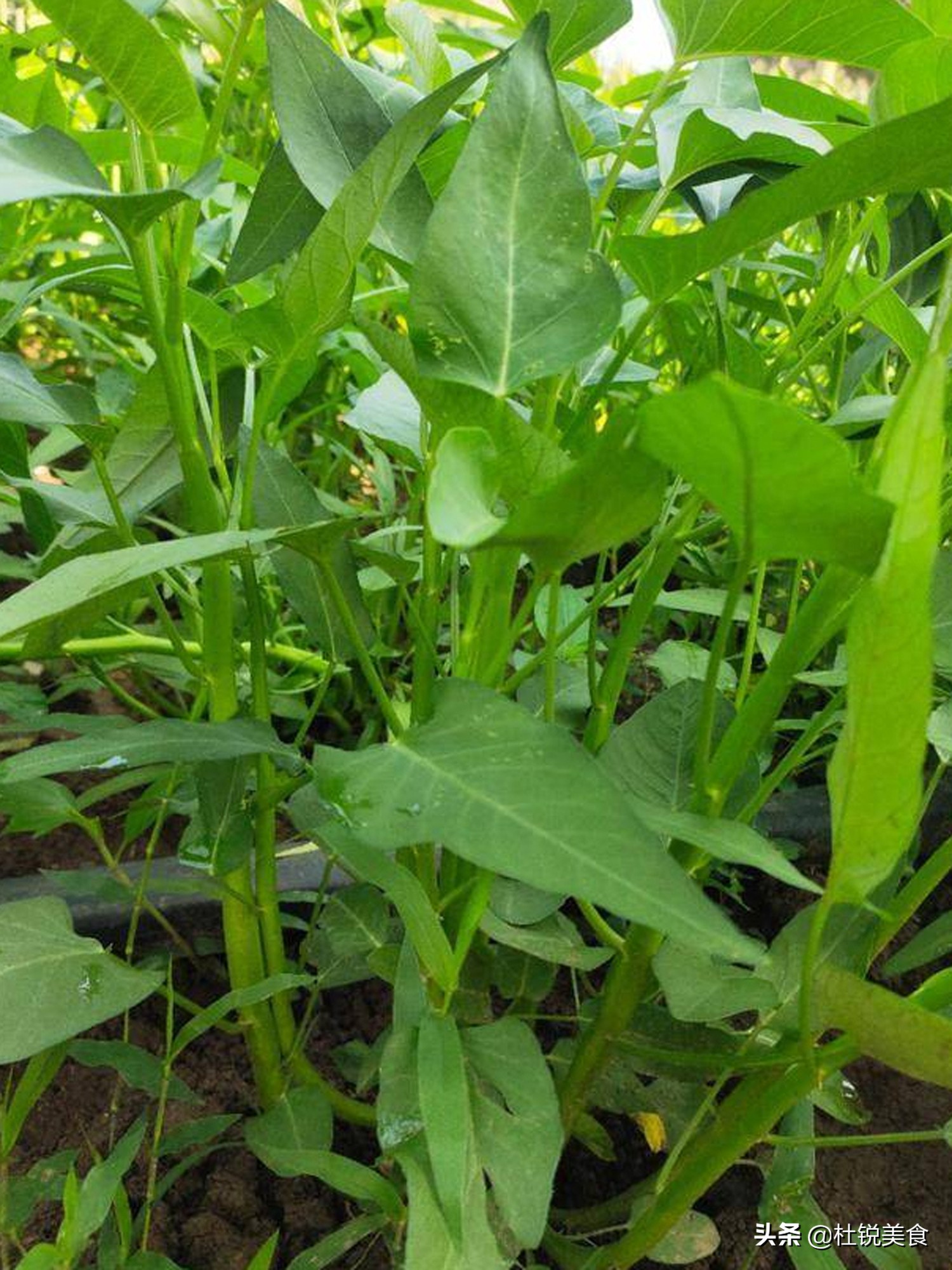 草酸高的食物对人体有什么危害,草酸较多的食物影响钙吸收吗