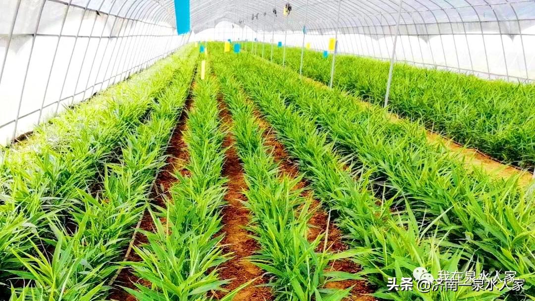 听说了没?济南泉水人家里的他,重出“姜”湖