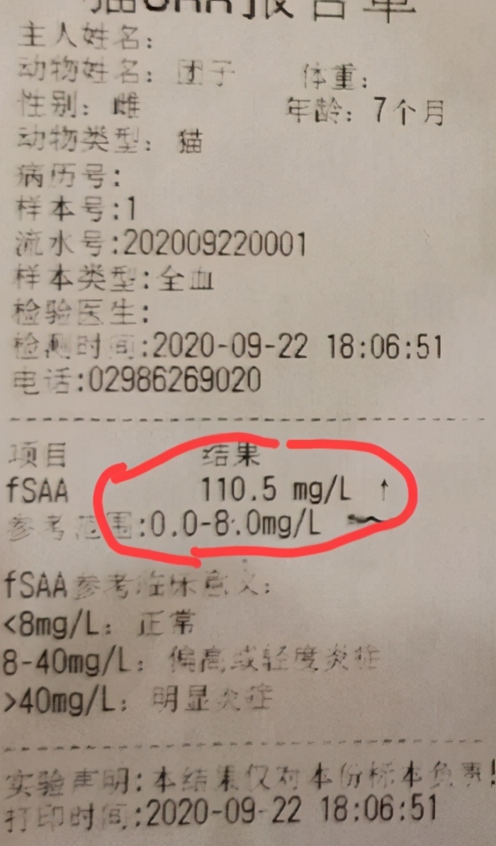 团子猫传腹治好了吗,团子的猫传腹