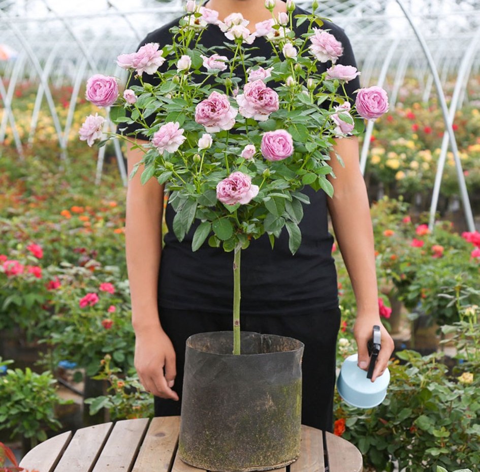 100种月季经典品种,100种经典月季品种