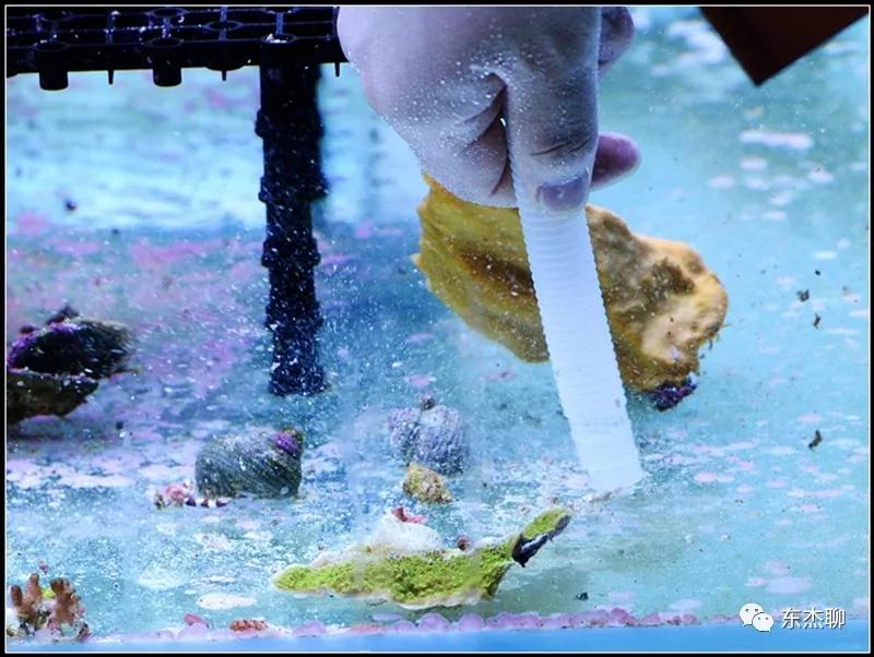 硬骨虫害,硬骨扁虫怎么消灭