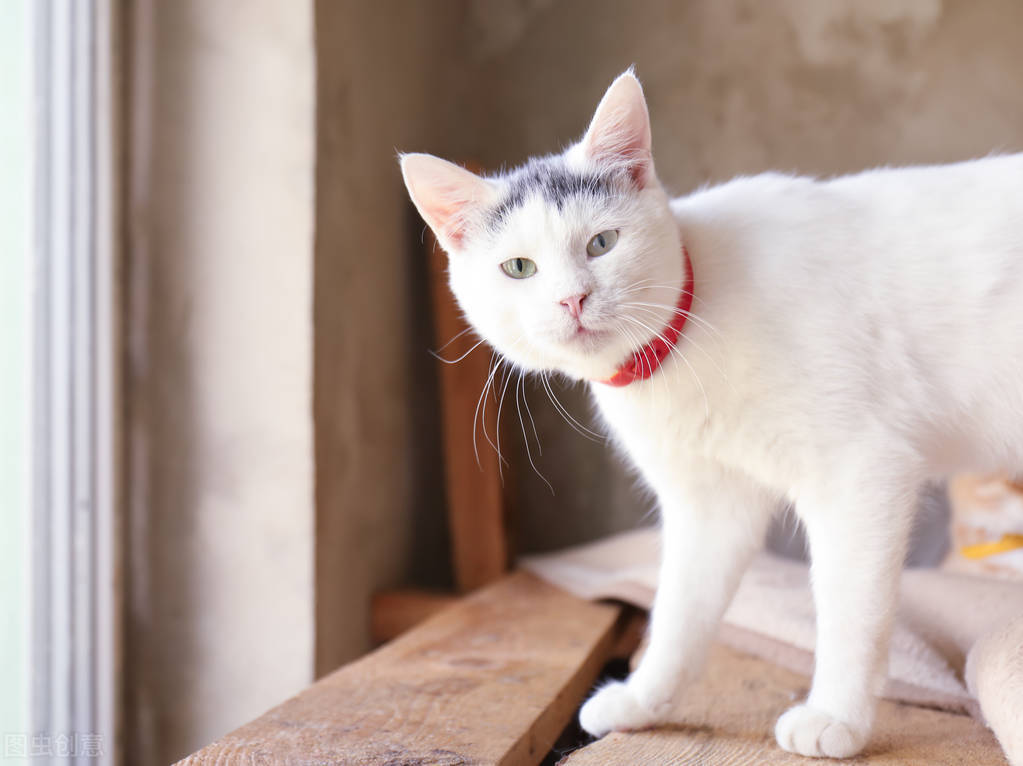 甯歌鐨勪竷绉嶄腑鍗庣敯鍥尗闆呯О,涓崕鐢板洯鐚彜浠g殑闆呯О鏈夊濂藉惉