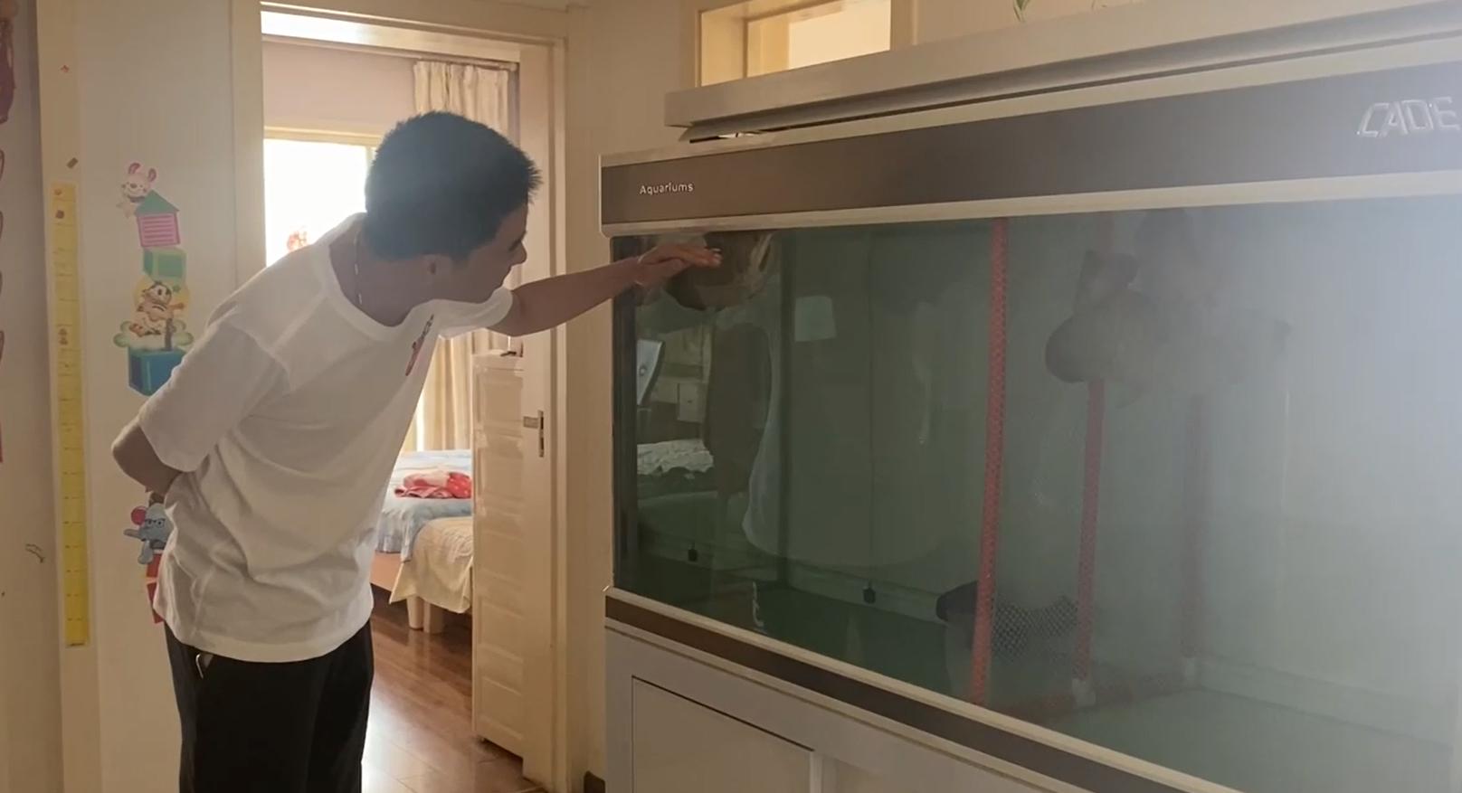 重磅|国内缸内金龙鱼繁殖重大突破，附65天跟踪记录