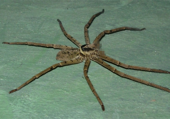 家里出现大蜘蛛是什么蜘蛛,家里来了个大蜘蛛打死了预示什么