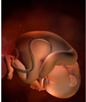 怀孕9周宝宝发育过程的视频,孕9周3天胎儿发育情况图