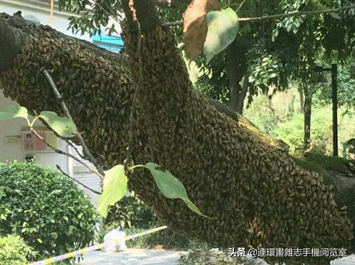 各式蜂巢,各种各样的蜂窝