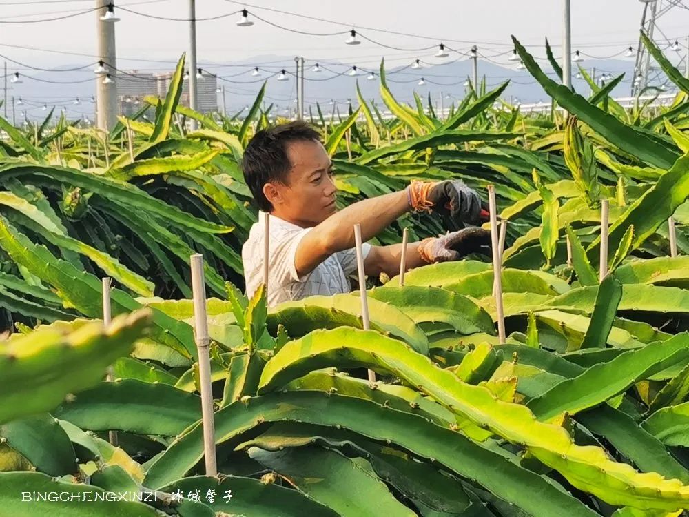 做把“村姑”,走进海南灯火灿烂的火龙果园