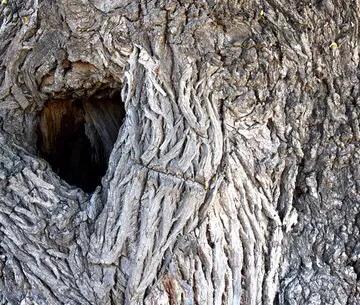 今日头条树洞在哪里,头条情感树洞