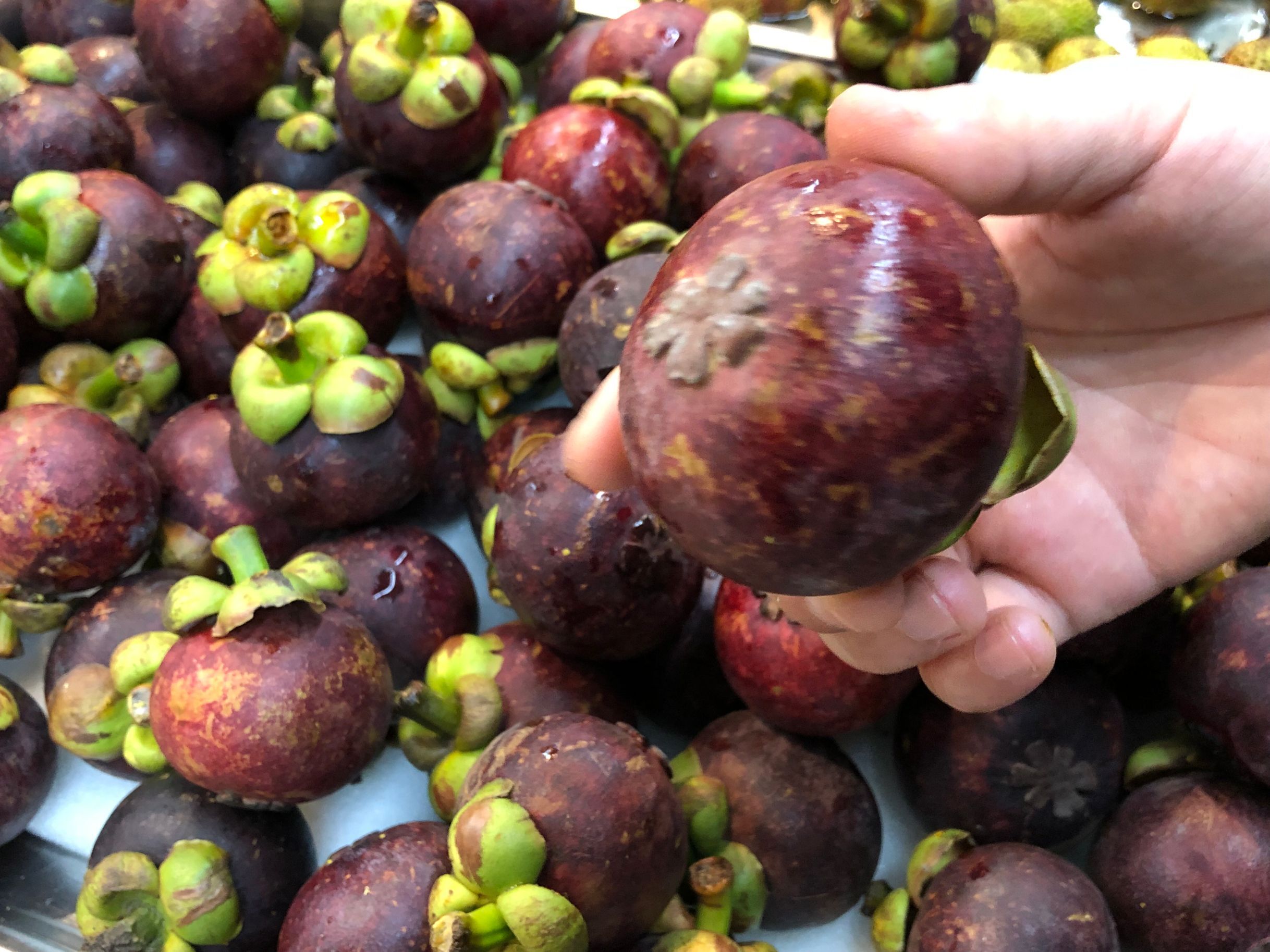 多核山竹怎么挑选,怎么挑多核山竹种子好