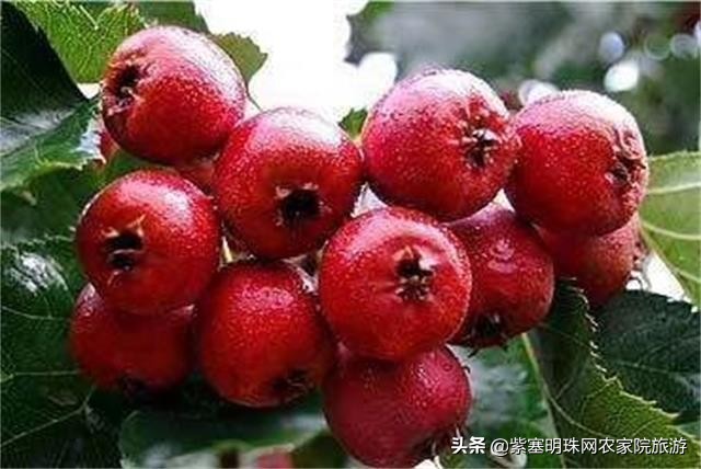 平度苗木基地桃树苗,山东日照苗木种植基地桃树苗