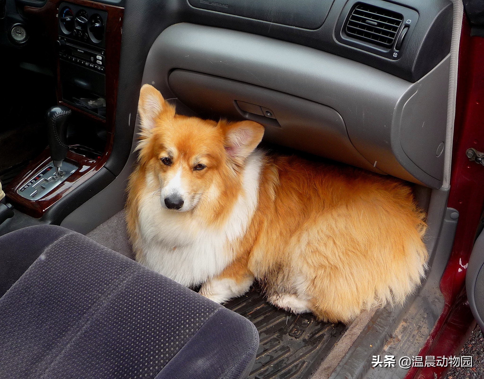 什么狗狗的品种是两个字相同的,可以识别狗狗品种的犬类