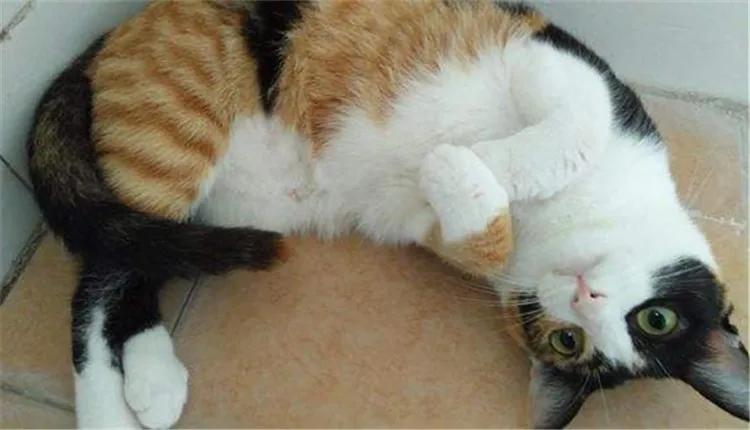 三花的田园猫,不常见的田园猫