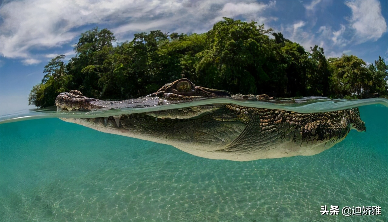 关于鳄鱼的知识和秘密,鳄鱼冷知识科普