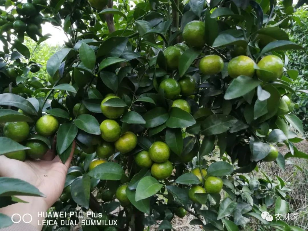 到底什么时候打着色剂好？用了几年的果农告诉你，实际效果如何