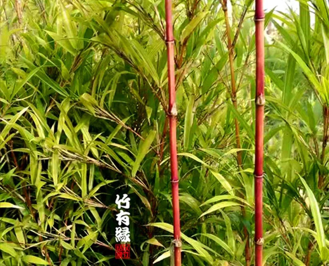 这红竹子美的——简直让人不敢相信是真的！