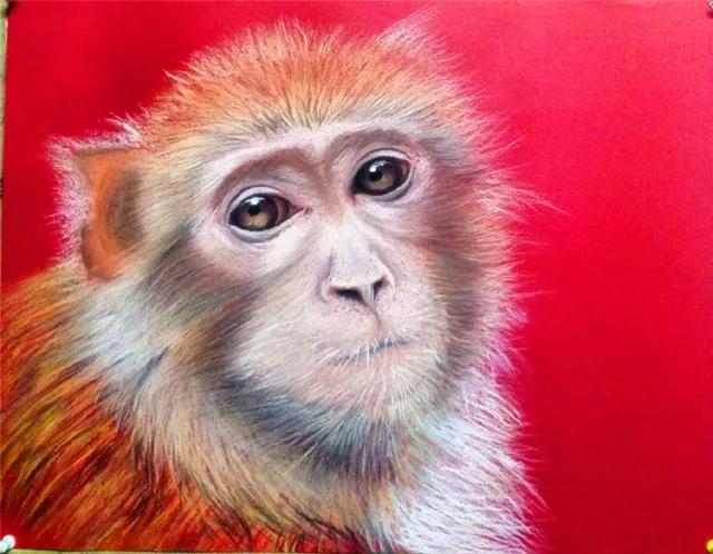 为什么猴子不能像狗一样成为宠物,猴子比狗智商高吗