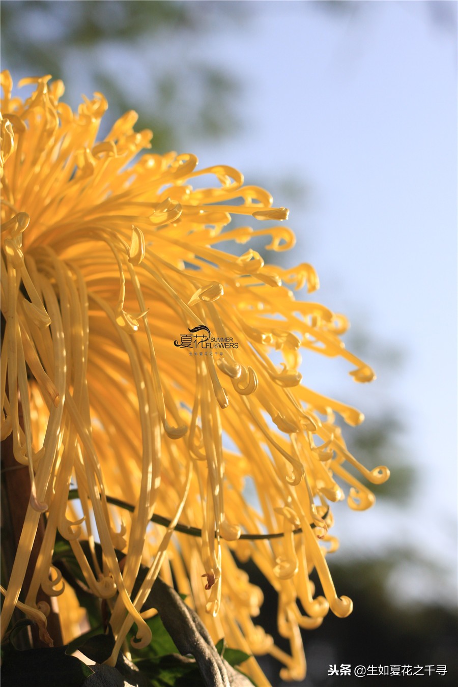 东湖公园菊花展今天还有开放吗,深圳东湖公园菊花展图片