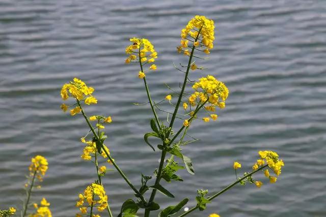 疫情过后一起来踏青吧,疫情过后一起去山花浪漫处