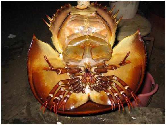 看图识海鲜，这些水产海鲜你都认识吗？