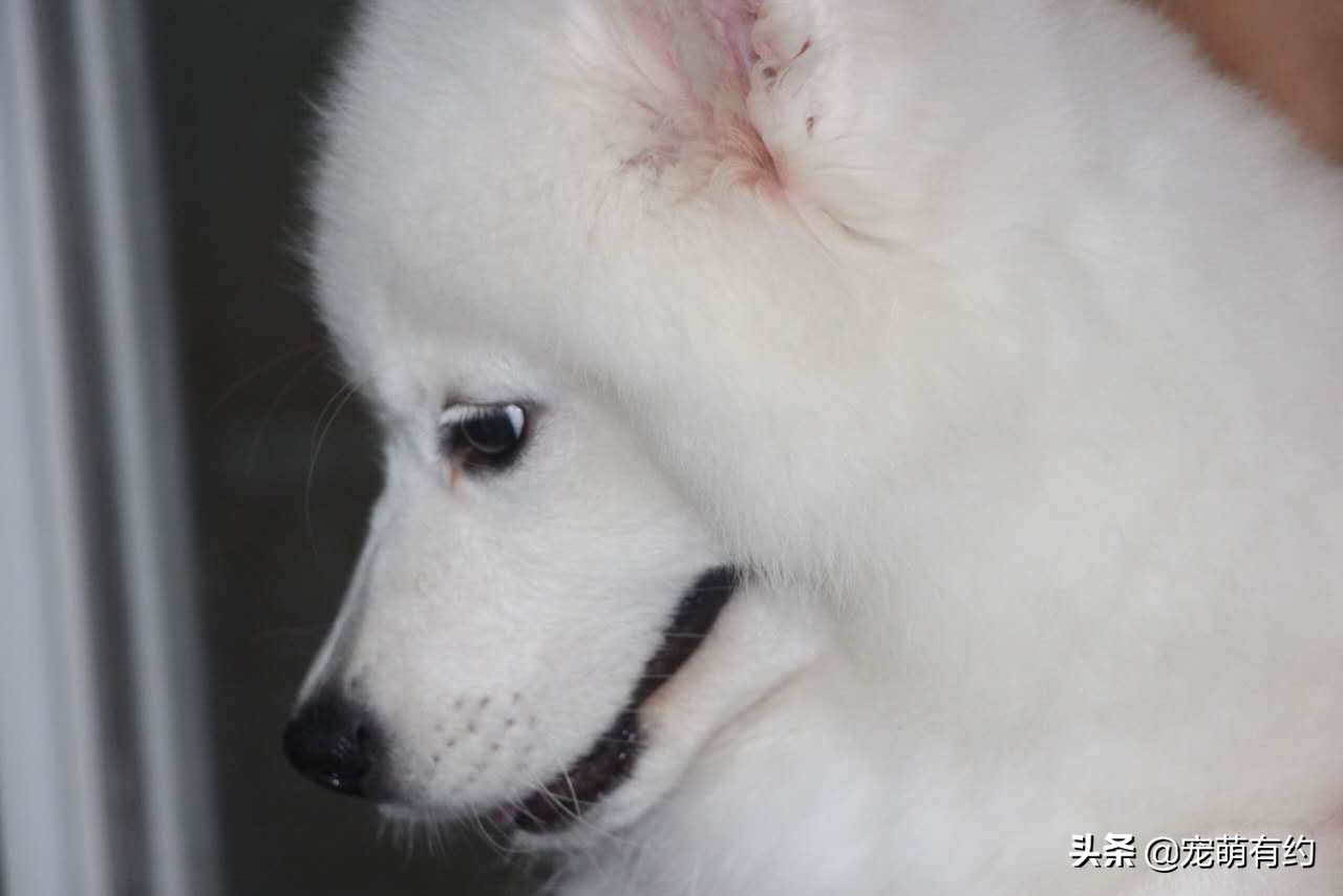 挑选萨摩耶尾巴,挑选萨摩耶幼崽