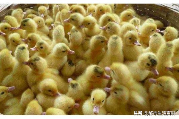 鸭子养殖前景和价格,养殖鸭子前景如何