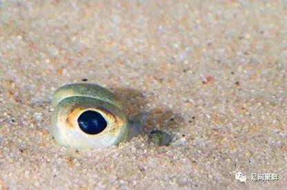 碟中鲽团购,鲽鱼推荐