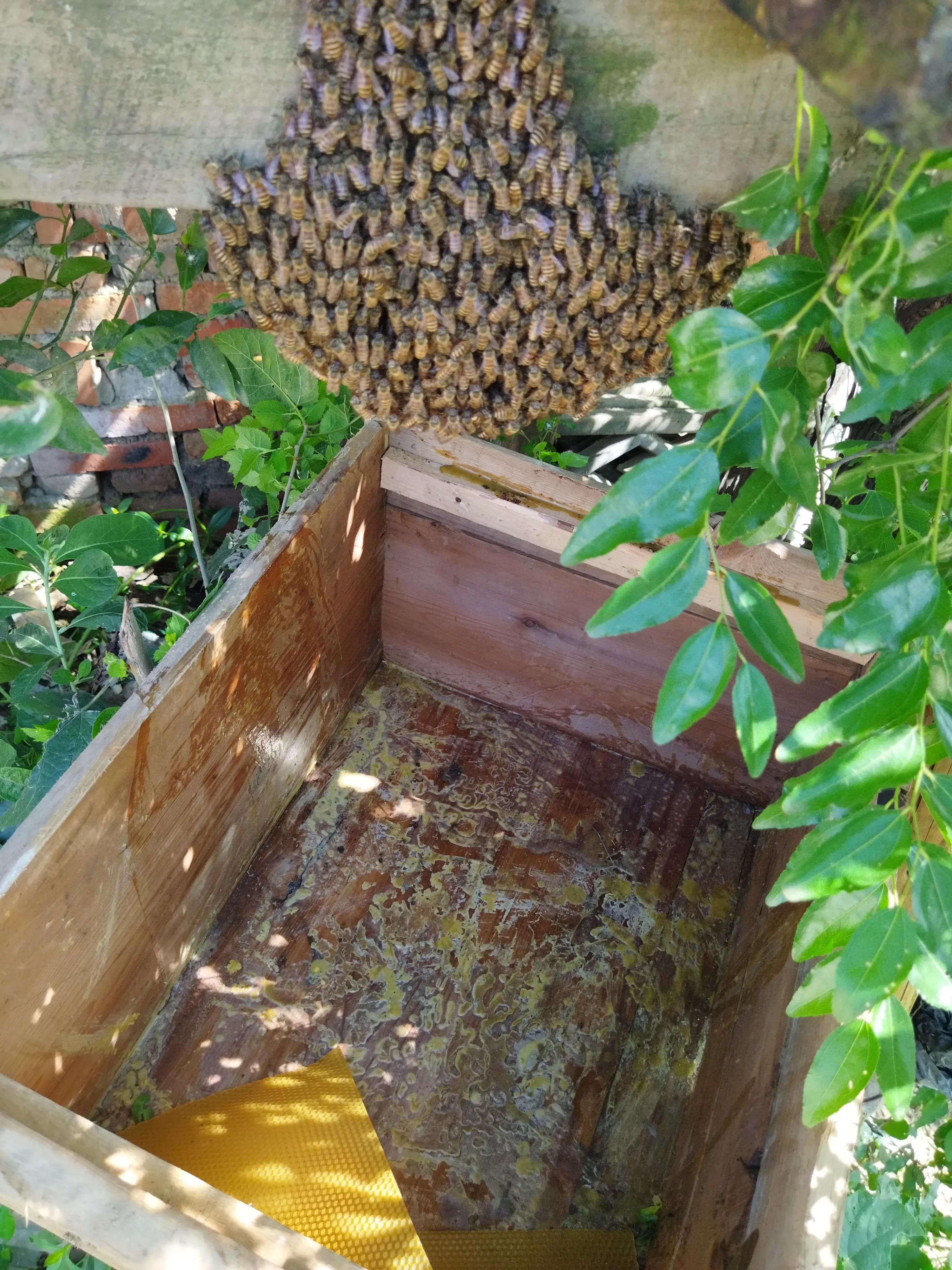 蜜蜂喂蜂蜜多少斤能酿一斤成熟蜜,5箱蜜蜂一年可以酿375千克蜂蜜