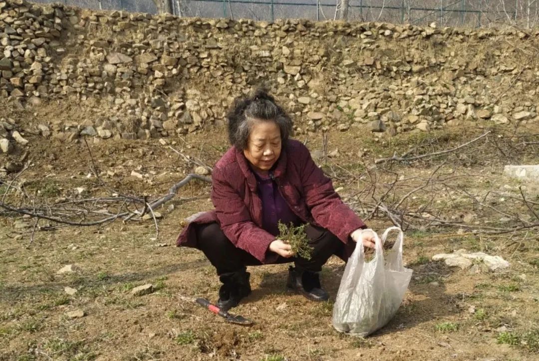 春暖三月“挖野菜”祖孙三代齐欢乐