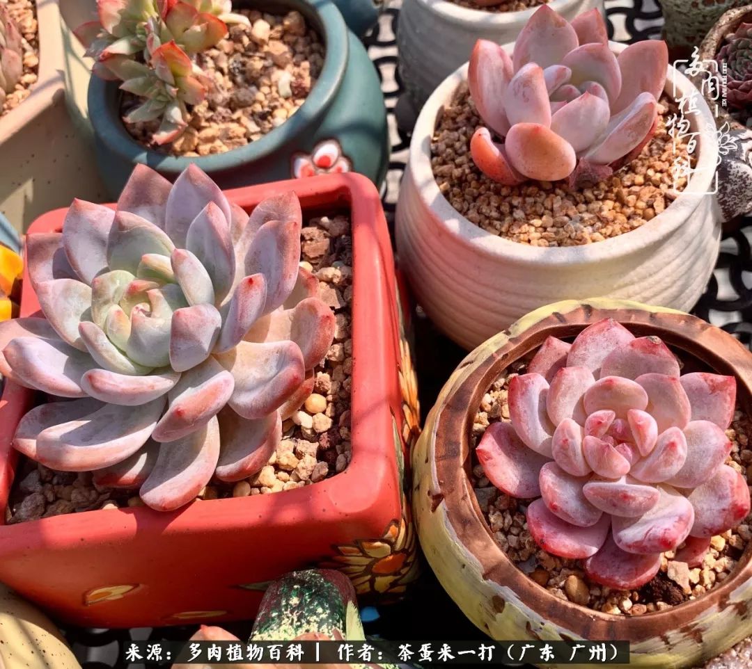 在冬日阳光下,记一个多肉小白的养肉历程