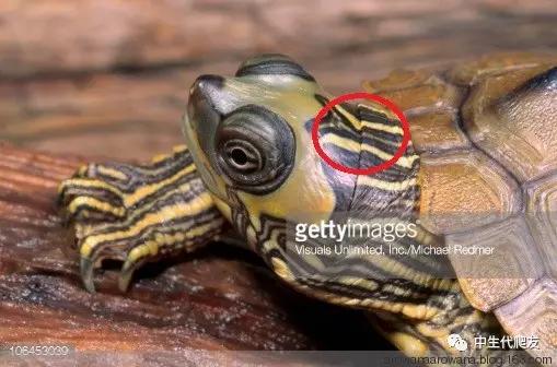 正宗的地图龟,史上最差的地图龟