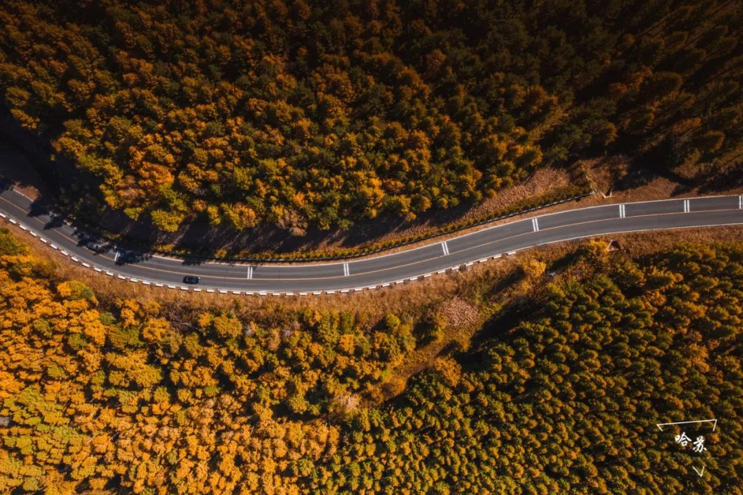 坝上秋色之金色草原,坝上金色草原风景
