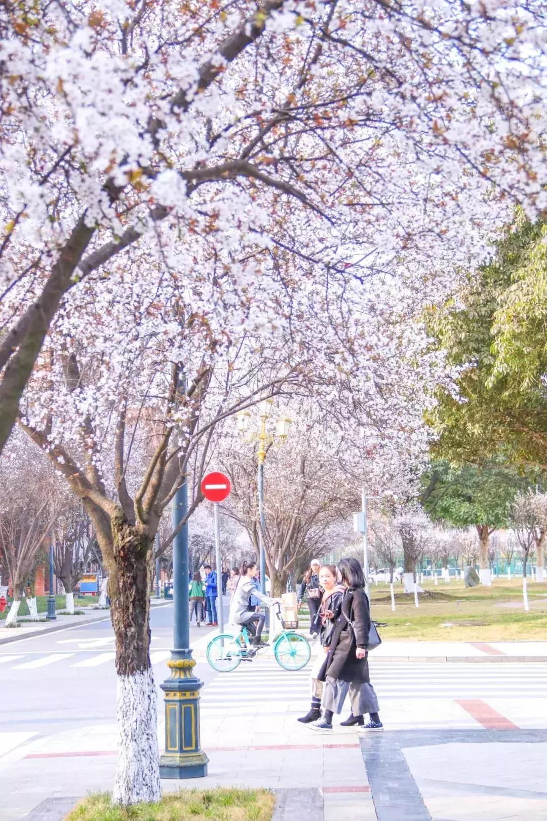 一头扎进春天里云南,美如仙境的西南民大