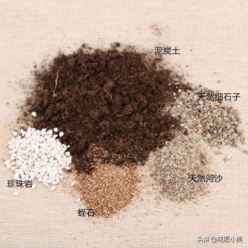 朱顶红花种球的种植方法,朱顶红花谢后种球怎么处理