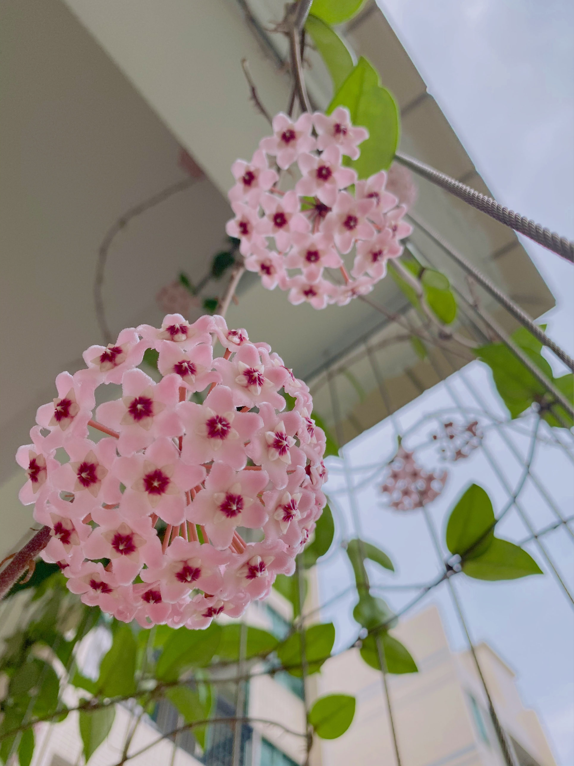 7种小型藤本植物，能在阳台上养，花量巨大，花期长，阳台变花园