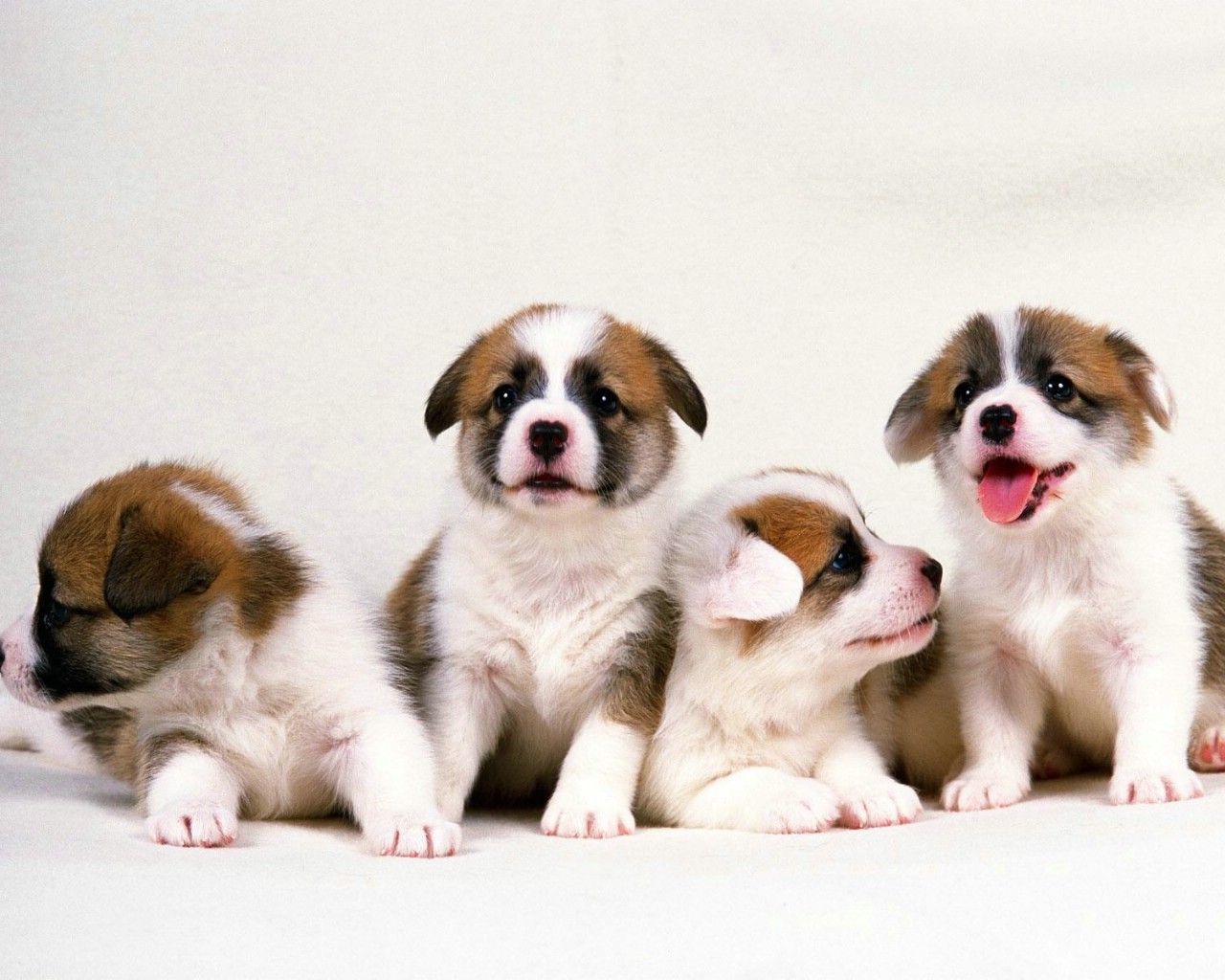 世上最漂亮的十种狗,最名贵的狗叫什么名字