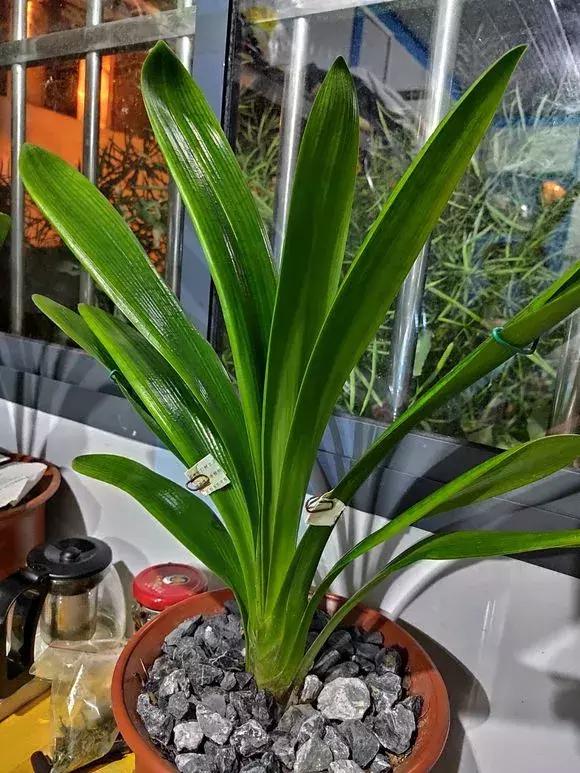 这6种花给点水就爆盆懒人必备,六种花千万别养