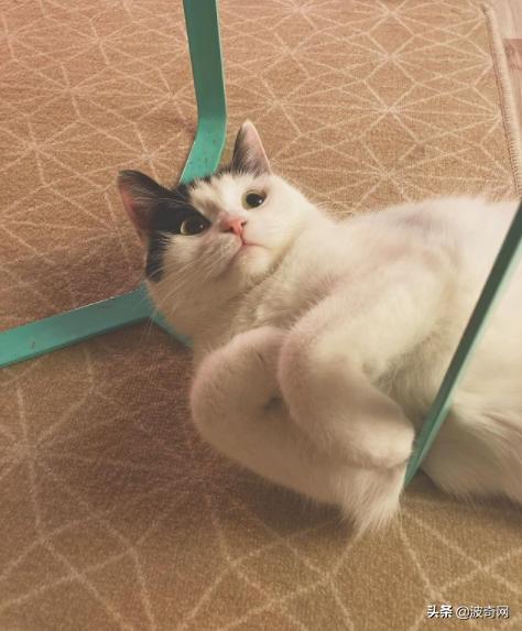 猫咪脸型体型怎么看,耳朵轮廓能看出猫咪的性格嘛