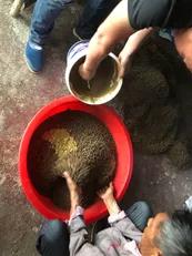 加州鲈苗期的病害,加州鲈鱼病害防治法