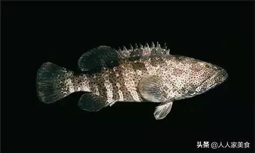 最好的十种石斑鱼,最漂亮的几种石斑鱼