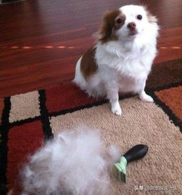 狗狗严重掉毛什么原因怎么治疗,狗狗掉毛的原因及治疗方法