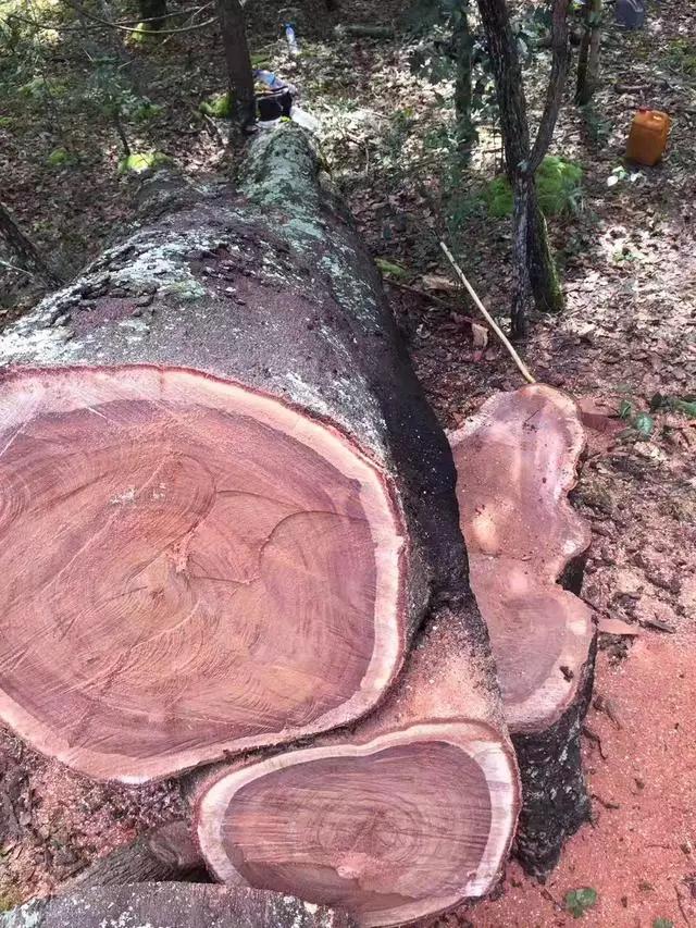 暗访广东天价大板生产基地,原料全是称斤拉木头,富豪还排队来买